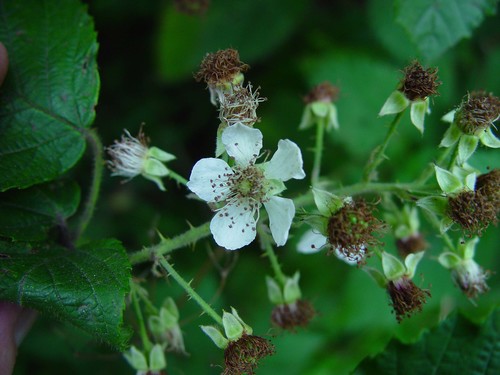 golden-stemmed bramble (Rubus chrysoxylon)
