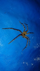 Heteropoda venatoria