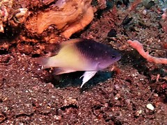 Chrysiptera rollandi