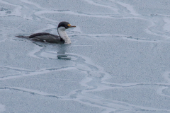 Leucocarbo georgianus