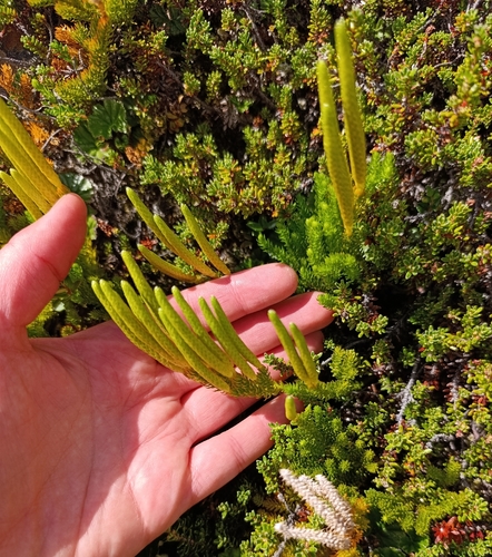 Magellanic clubmoss (Austrolycopodium magellanicum)