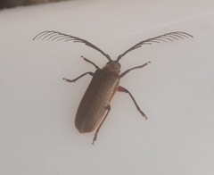 Enneaphyllus aeneipennis