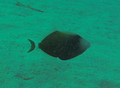 Sufflamen albicaudatum