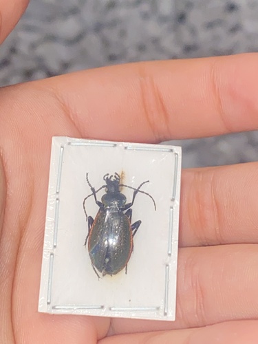Carabus aurocinctus