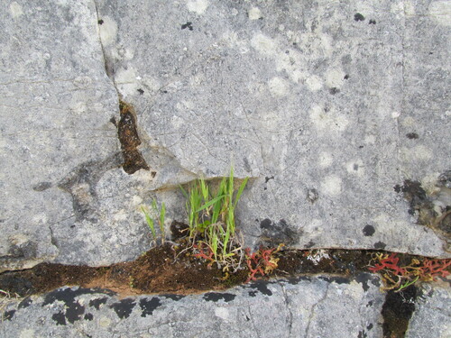 Brachypodium distachyon iNat (1)