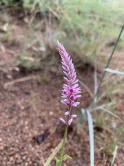 Hermbstaedtia odorata