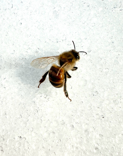 Bee