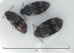Litargus balteatus