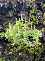 Peperomia microphylla