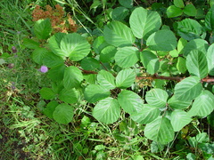 Rubus errabundus