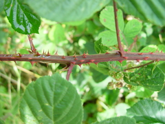 Rubus errabundus