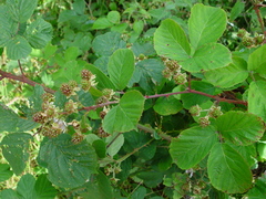 Rubus errabundus