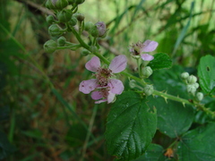Rubus errabundus