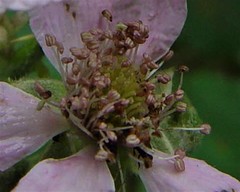 Rubus errabundus