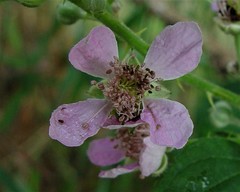 Rubus errabundus