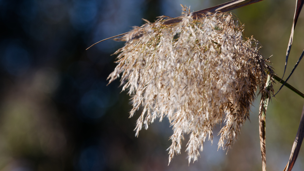 Common Reed Mt common reed from Jefferson Parish, LA, USA on January 29, 2026 at 04:19 ...