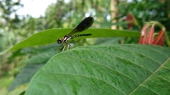 Heliocypha fenestrata