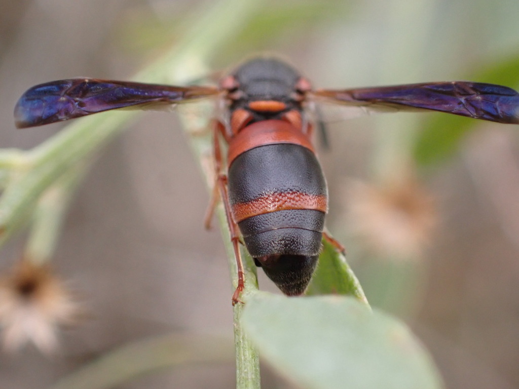 Pseudoxenos erynnidis