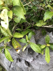 Croton cascarilloides