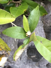 Croton cascarilloides
