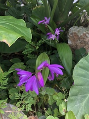 Bletilla striata