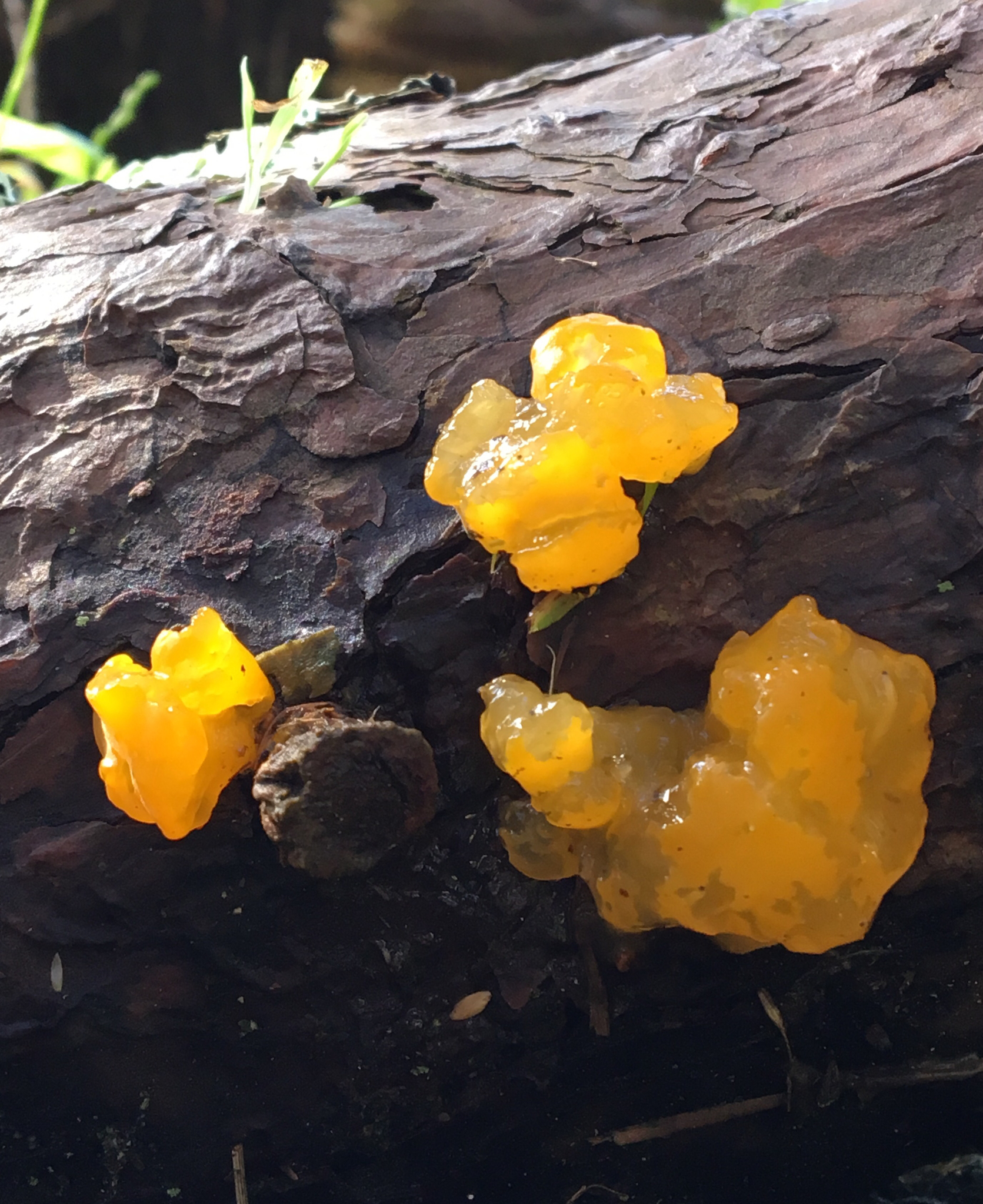 Dacrymyces chrysospermus image
