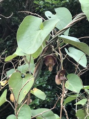 Aristolochia liukiuensis