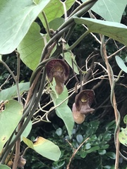 Aristolochia liukiuensis