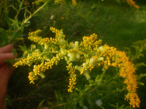 Downy Flower Gall Midge photo 2