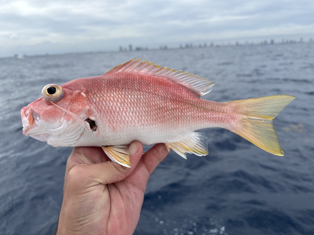 Black spot snapper (Lutjanus buccanella) — Lutjanidae