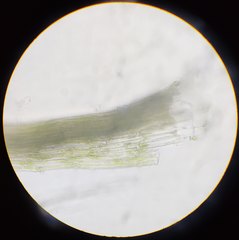 Leptobryum pyriforme