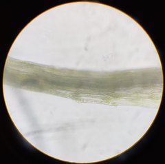 Leptobryum pyriforme