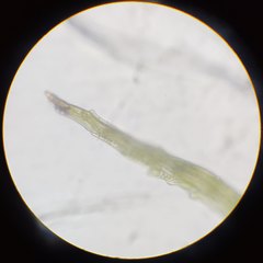 Leptobryum pyriforme