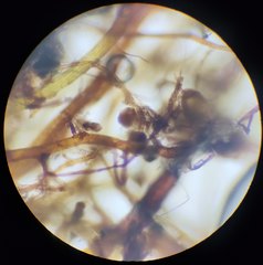 Leptobryum pyriforme