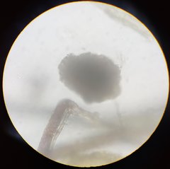 Leptobryum pyriforme