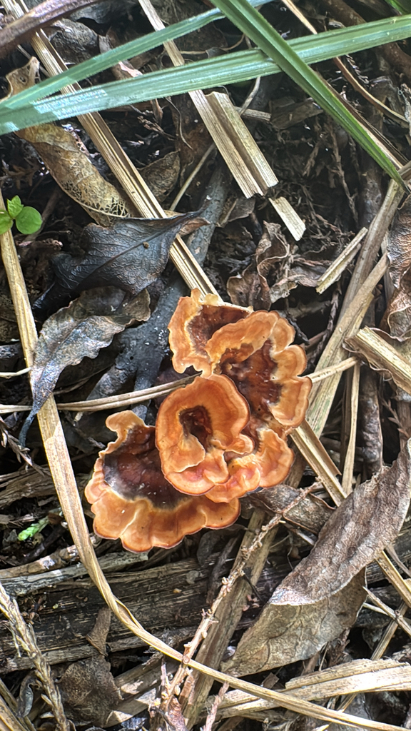 Podoscypha petalodes · January 2026 · photo: © anna-nz (iNaturalist, cc-by)