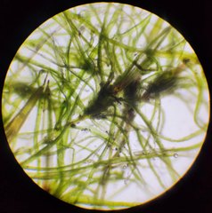 Leptobryum pyriforme