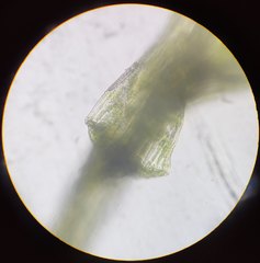 Leptobryum pyriforme