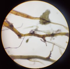 Leptobryum pyriforme