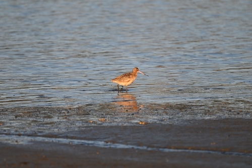 Alaskan Marbled Godwit