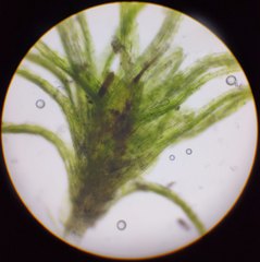 Leptobryum pyriforme