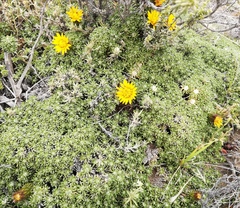 Brachyclados caespitosus