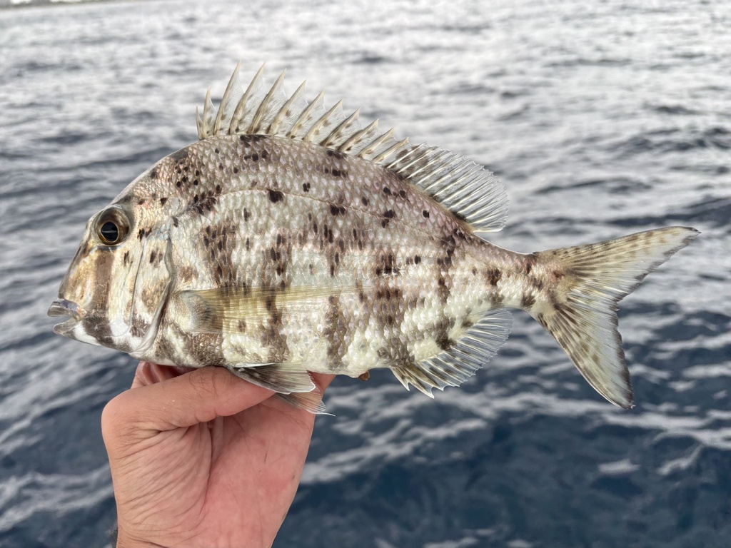 Whitebone porgy (Calamus leucosteus) — Sparidae