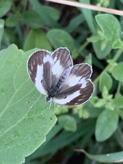 Colotis pallene