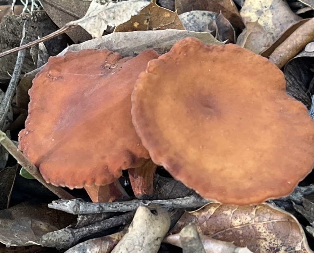 Lactarius rubidus