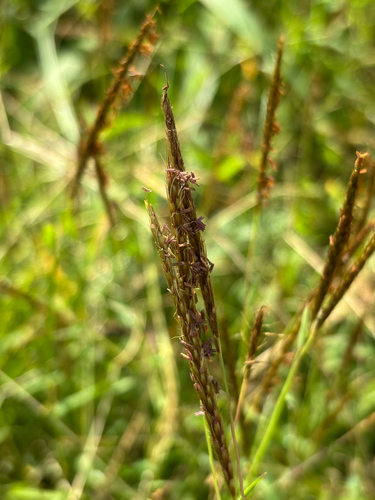 Polytrias indica observed 2026-01-31
