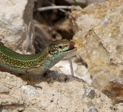 Podarcis pityusensis