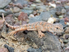 Liolaemus audituvelatus