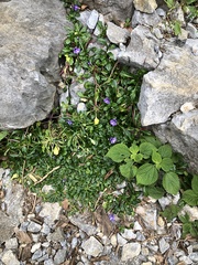 Ajuga pygmaea