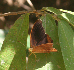 Terinos terpander intermedia